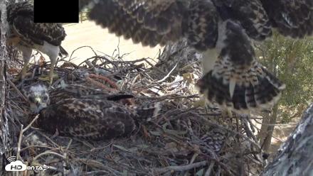 Red-Tailed Hawk Live Webcam - Apr 28, 2026, 10:36am PDT