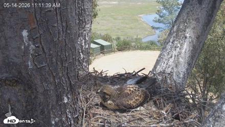 Red-Tailed Hawk Live Webcam - May 14, 2026, 12:14pm PDT