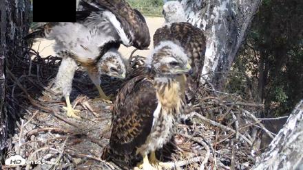 Red-Tailed Hawk Live Webcam - Apr 26, 2026, 2:44pm PDT