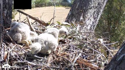 Red-Tailed Hawk Live Webcam - Apr 10, 2026, 10:34am PDT