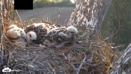 Red-Tailed Hawk Live Webcam - Apr 18, 2026, 6:40am PDT
