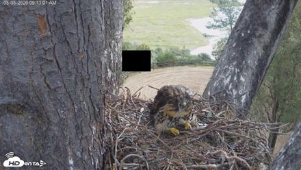 Red-Tailed Hawk Live Webcam - May 5, 2026, 10:13am PDT