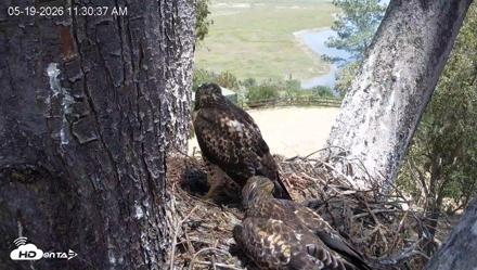 Red-Tailed Hawk Live Webcam - May 19, 2026, 12:36pm PDT