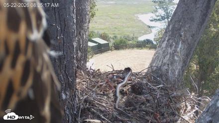 Red-Tailed Hawk Live Webcam - May 22, 2026, 9:28am PDT