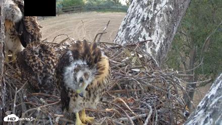 Red-Tailed Hawk Live Webcam - Apr 26, 2026, 6:25am PDT
