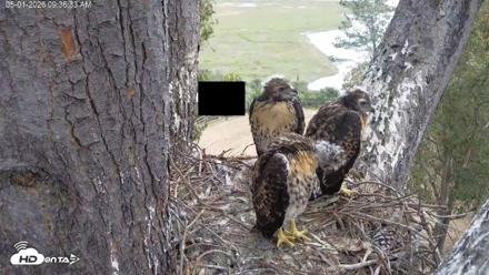 Red-Tailed Hawk Live Webcam - May 1, 2026, 10:37am PDT