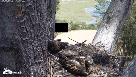Red-Tailed Hawk Live Webcam - May 7, 2026, 12:59pm PDT
