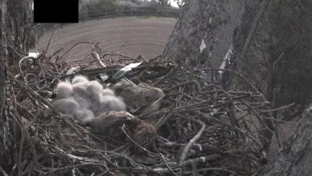 Red-Tailed Hawk Live Webcam - Apr 2, 2026, 6:15am PDT