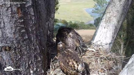 Red-Tailed Hawk Live Webcam - May 8, 2026, 3:58pm PDT