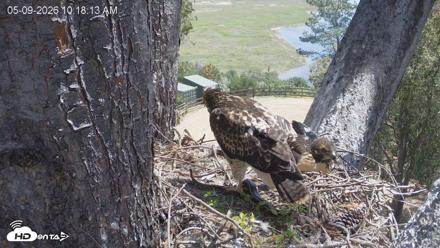 Red-Tailed Hawk Live Webcam - May 9, 2026, 11:22am PDT
