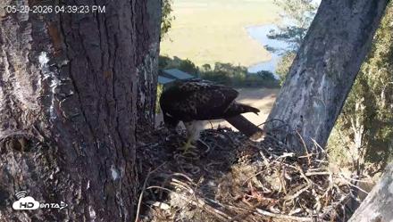 Red-Tailed Hawk Live Webcam - May 20, 2026, 5:40pm PDT