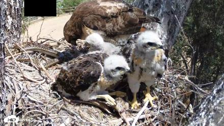 Red-Tailed Hawk Live Webcam - Apr 20, 2026, 1:15pm PDT