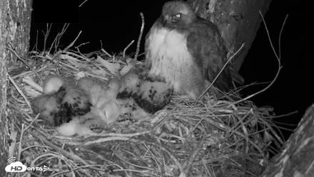 Red-Tailed Hawk Live Webcam - Apr 15, 2026, 4:53am PDT