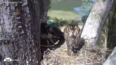 Red-Tailed Hawk Live Webcam - May 8, 2026, 3:53pm PDT