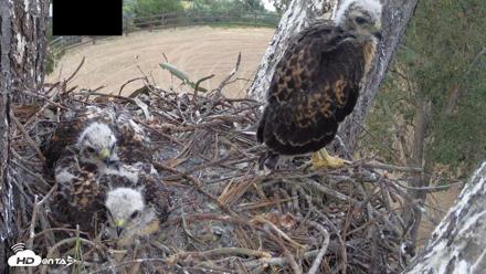 Red-Tailed Hawk Live Webcam - Apr 24, 2026, 5:57pm PDT