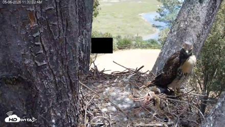 Red-Tailed Hawk Live Webcam - May 6, 2026, 12:33pm PDT