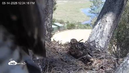 Red-Tailed Hawk Live Webcam - May 14, 2026, 1:35pm PDT