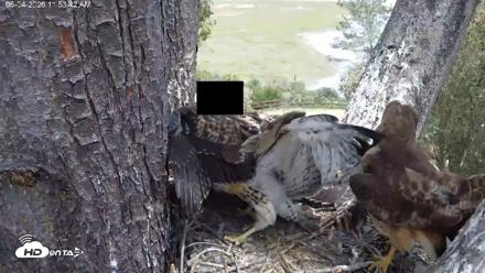 Red-Tailed Hawk Live Webcam - May 4, 2026, 12:54pm PDT