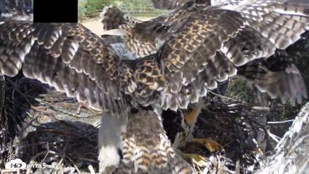 Red-Tailed Hawk Live Webcam - Apr 26, 2026, 2:49pm PDT