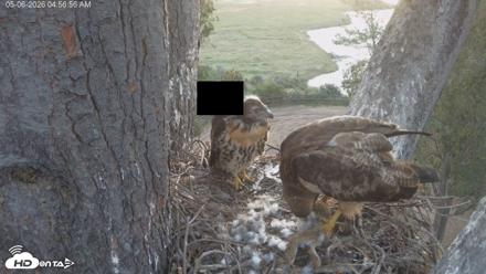 Red-Tailed Hawk Live Webcam - May 6, 2026, 5:57am PDT