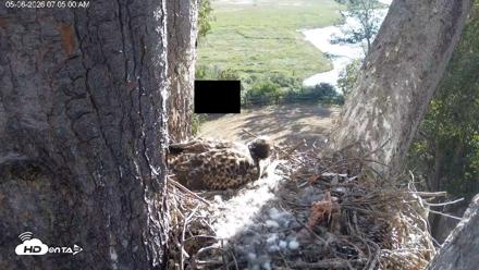 Red-Tailed Hawk Live Webcam - May 6, 2026, 8:06am PDT