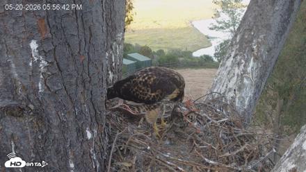 Red-Tailed Hawk Live Webcam - May 20, 2026, 6:57pm PDT