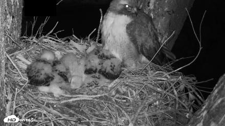Red-Tailed Hawk Live Webcam - Apr 15, 2026, 5:48am PDT