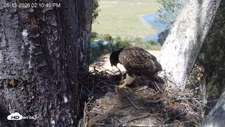Red-Tailed Hawk Live Webcam - May 13, 2026, 3:14pm PDT
