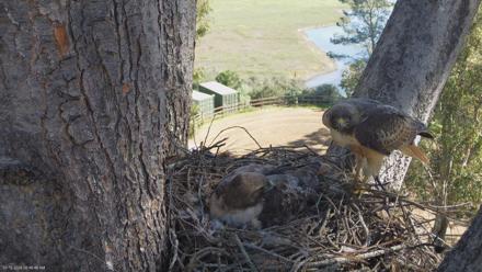 Red-Tailed Hawk Live Webcam - Mar 12, 2026, 10:47am PDT