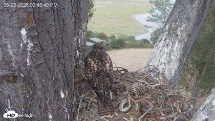 Red-Tailed Hawk Live Webcam - May 23, 2026, 4:47pm PDT