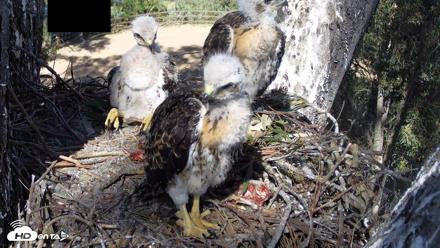 Red-Tailed Hawk Live Webcam - Apr 22, 2026, 3:48pm PDT