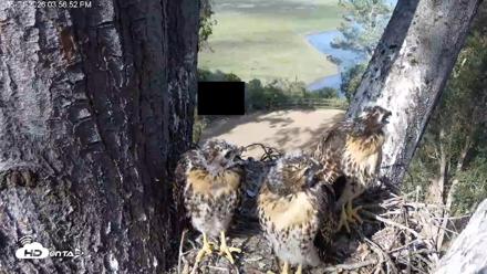 Red-Tailed Hawk Live Webcam - May 1, 2026, 4:58pm PDT