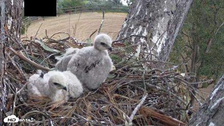 Red-Tailed Hawk Live Webcam - Apr 12, 2026, 11:44am PDT