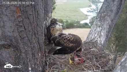 Red-Tailed Hawk Live Webcam - May 8, 2026, 6:42pm PDT