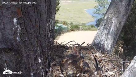 Red-Tailed Hawk Live Webcam - May 15, 2026, 2:32pm PDT