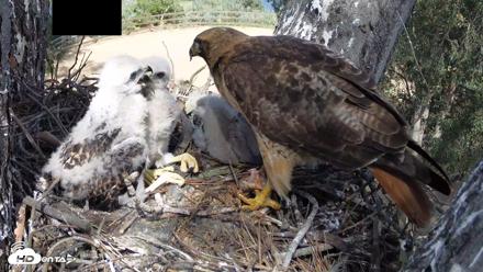 Red-Tailed Hawk Live Webcam - Apr 15, 2026, 3:21pm PDT