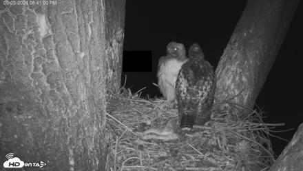Red-Tailed Hawk Live Webcam - May 5, 2026, 9:41pm PDT