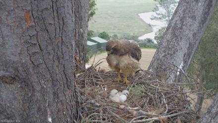 Red-Tailed Hawk Live Webcam - Mar 23, 2026, 9:44am PDT