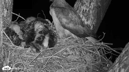 Red-Tailed Hawk Live Webcam - Apr 23, 2026, 9:49pm PDT
