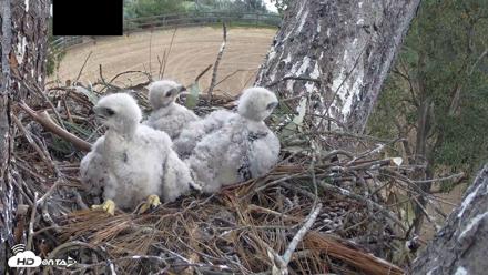 Red-Tailed Hawk Live Webcam - Apr 12, 2026, 11:42am PDT