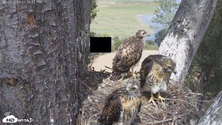 Red-Tailed Hawk Live Webcam - May 3, 2026, 2:42pm PDT
