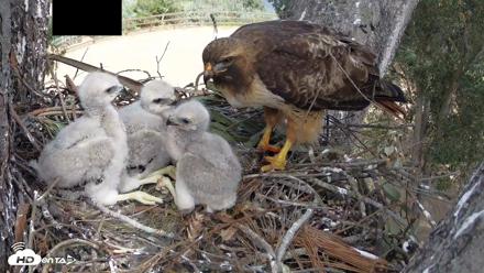 Red-Tailed Hawk Live Webcam - Apr 10, 2026, 2:29pm PDT