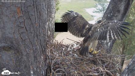 Red-Tailed Hawk Live Webcam - May 5, 2026, 10:08am PDT