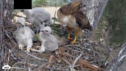 Red-Tailed Hawk Live Webcam - Apr 10, 2026, 2:33pm PDT