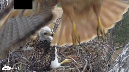 Red-Tailed Hawk Live Webcam - Apr 25, 2026, 9:37am PDT