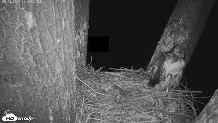Red-Tailed Hawk Live Webcam - May 5, 2026, 12:19am PDT