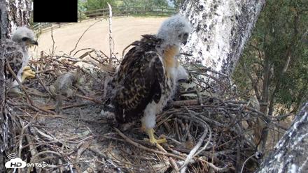 Red-Tailed Hawk Live Webcam - Apr 21, 2026, 12:21pm PDT