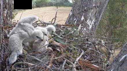 Red-Tailed Hawk Live Webcam - Apr 9, 2026, 9:54am PDT