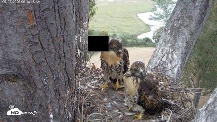 Red-Tailed Hawk Live Webcam - May 7, 2026, 7:17am PDT