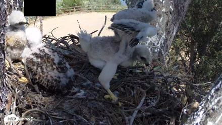 Red-Tailed Hawk Live Webcam - Apr 17, 2026, 1:59pm PDT